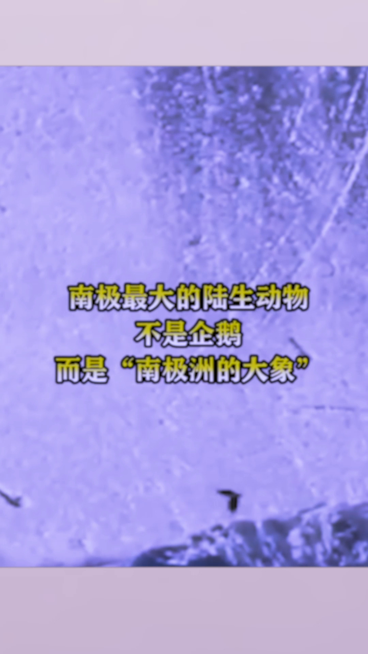 南极最大的陆生动物,不是企鹅,而是“南极洲的大象”!