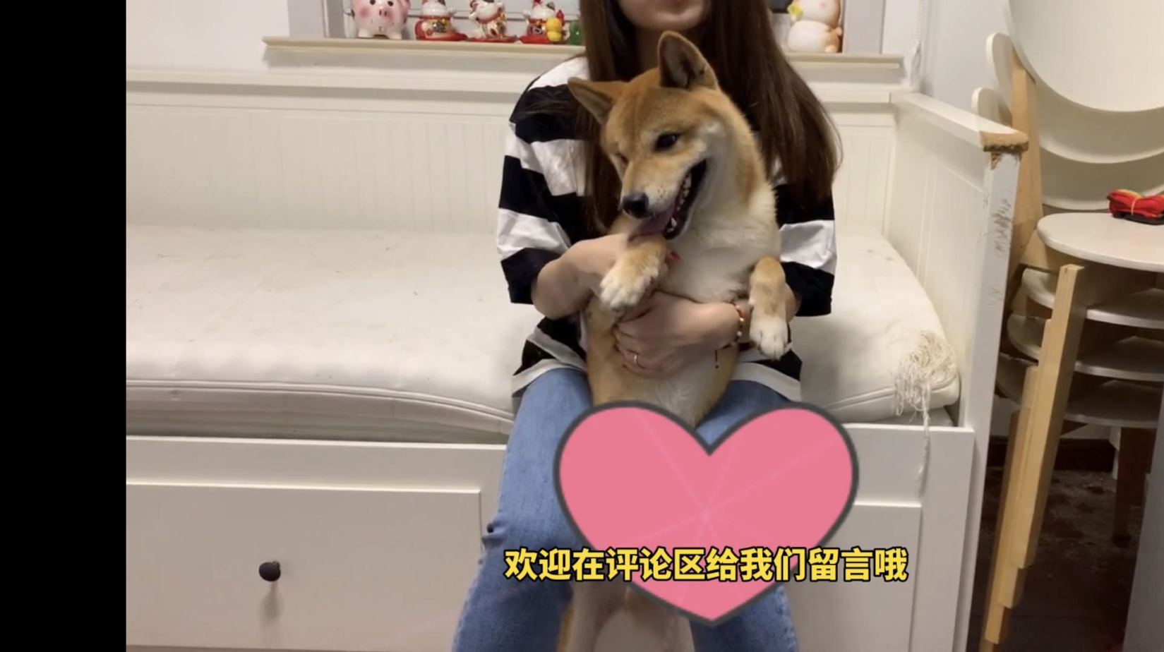 柴犬讲故事:力气变大的秘密