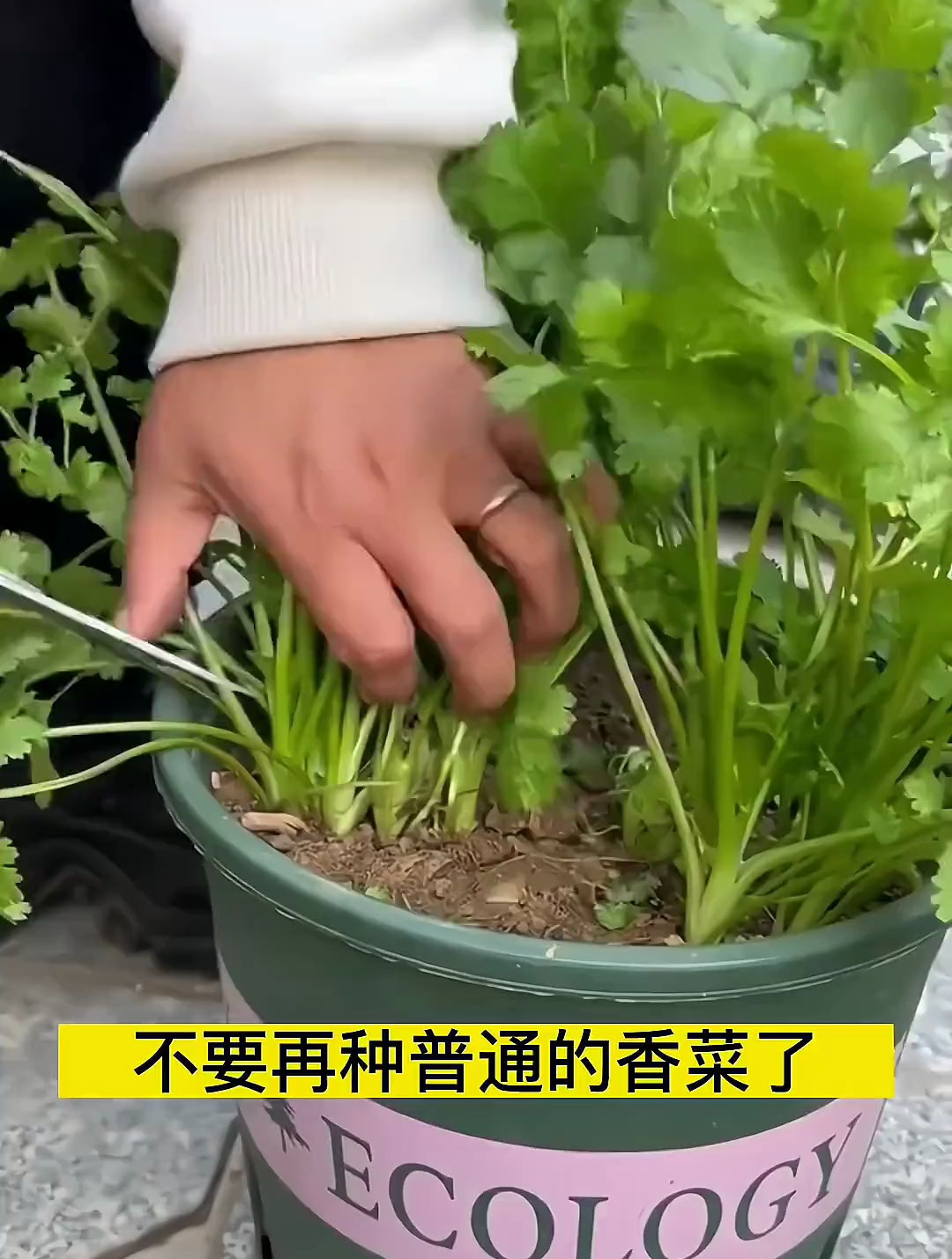 好吃又好种的香菜品种
