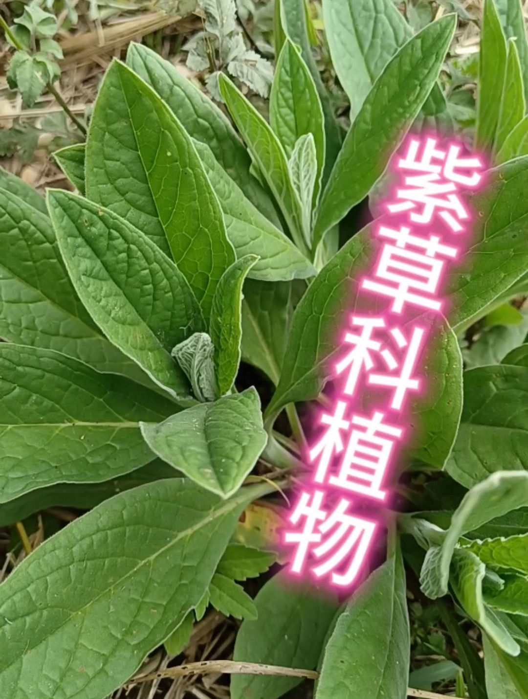 常常听到老人说的倒提壶原来是这个,今天终于知道了,你学会了吗