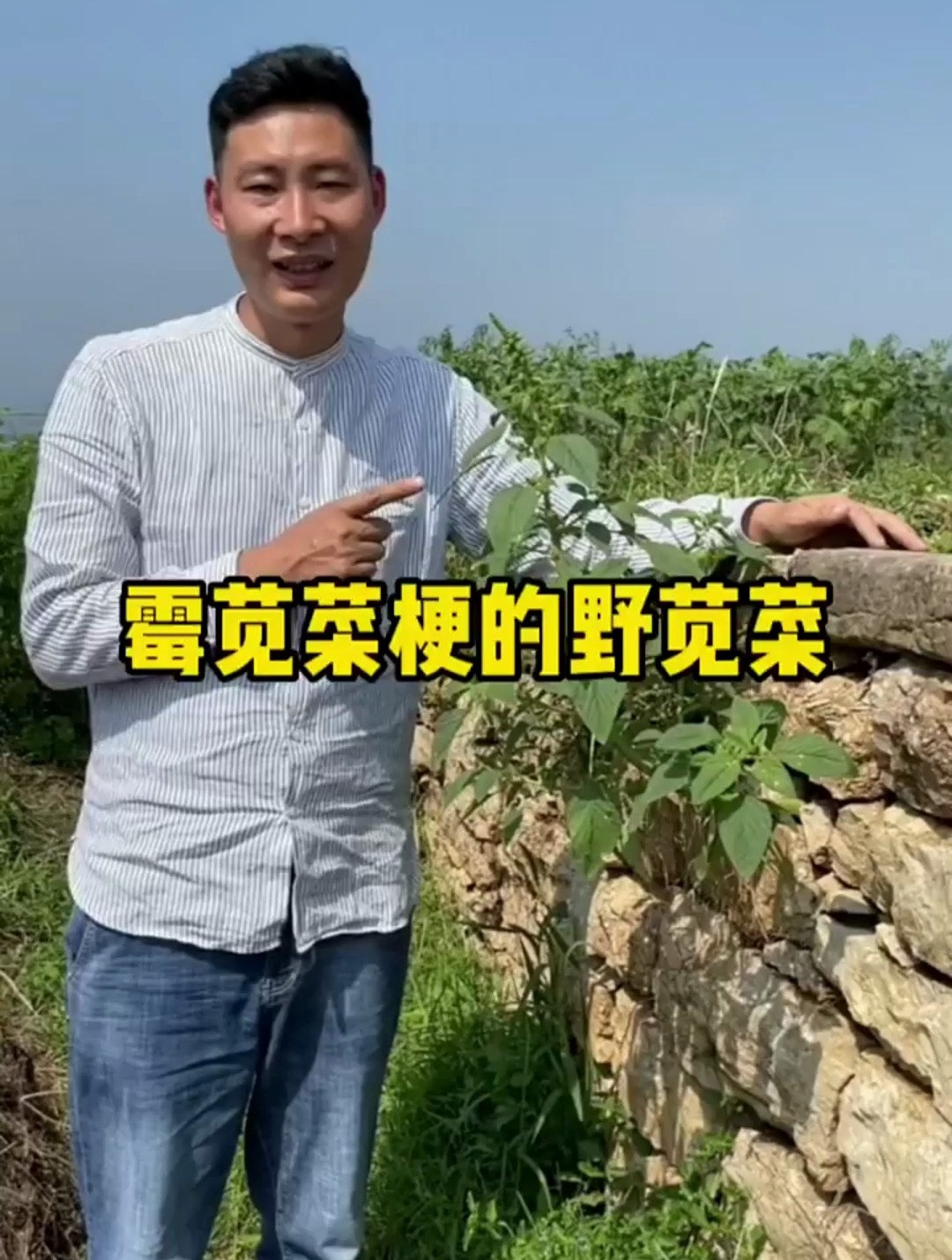 这是一种非常好吃的野菜梗,它的茎可以做霉苋菜梗,大家有吃过吗