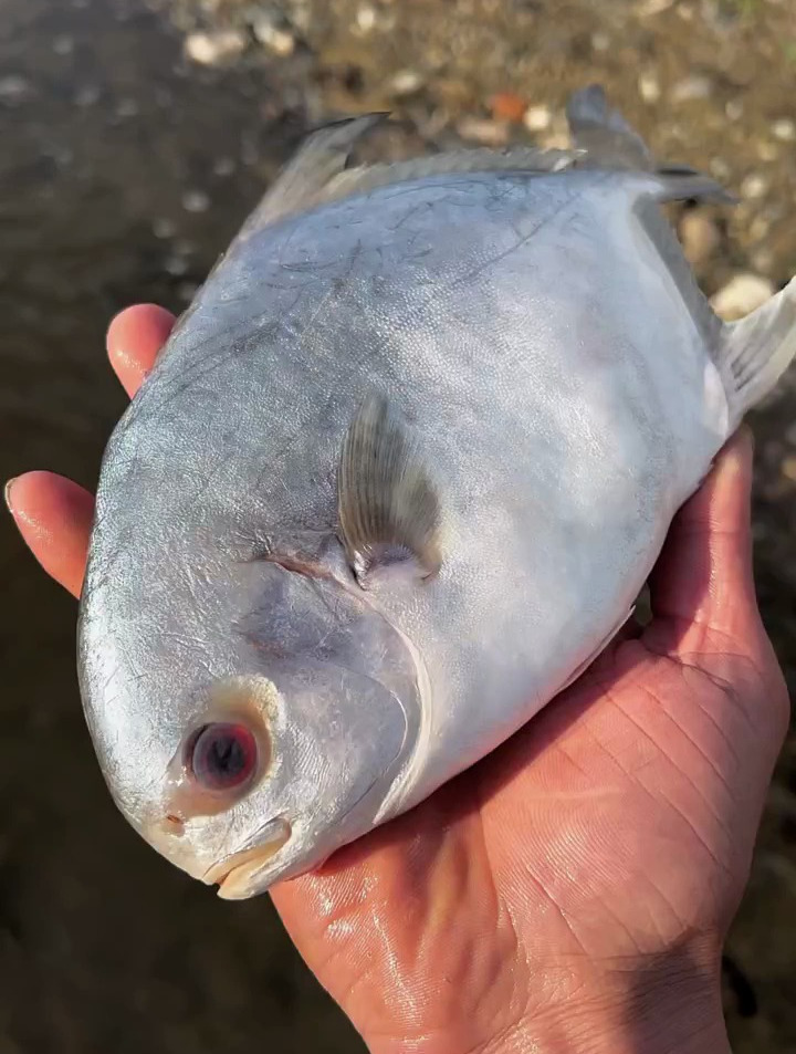 在小河里发现了一条活蹦乱跳的小死鱼,可能是失恋了眼睛都哭红了