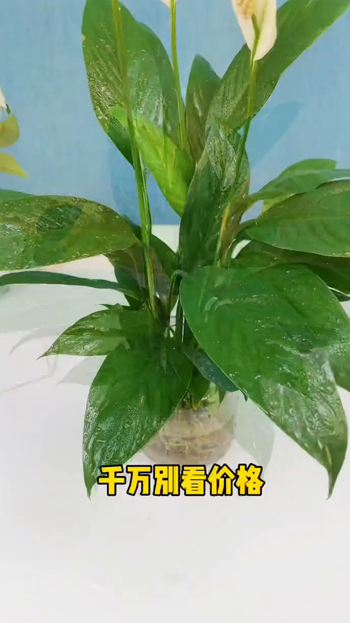 你知道卧室放什么植物可以养肺吗?那就是