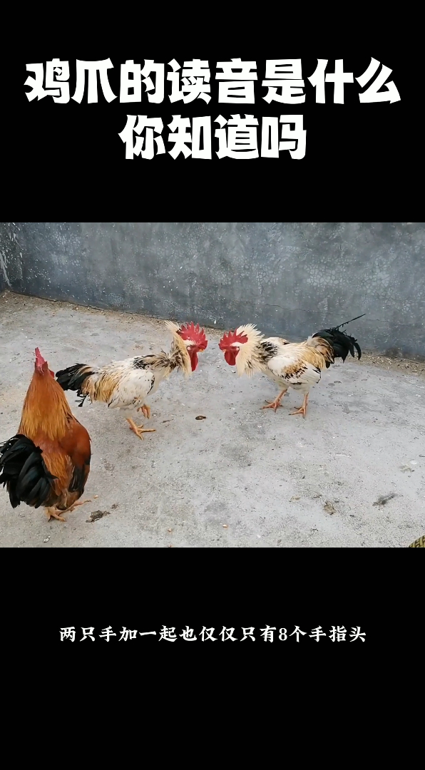 鸡爪的读音是什么,你知道吗?