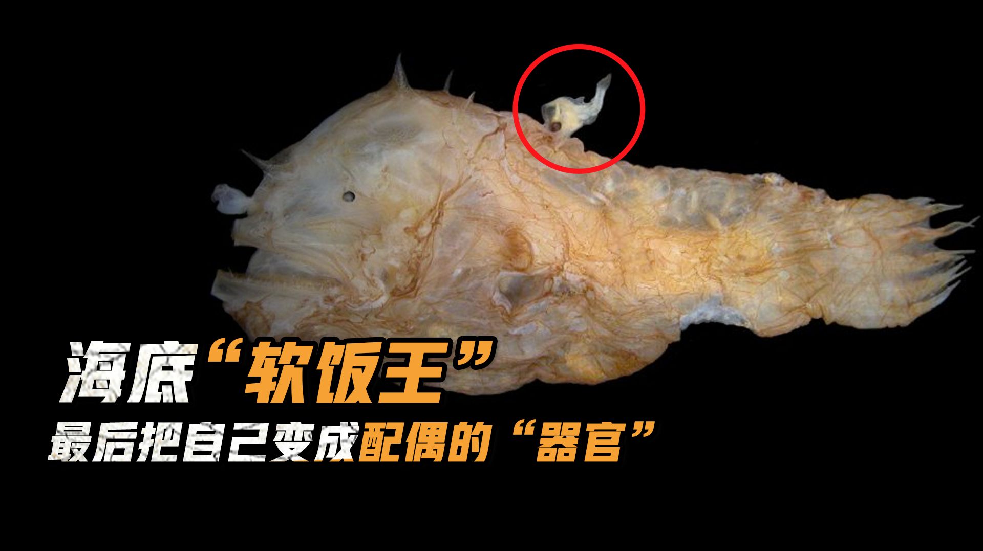 海底“软饭王”,一生都用作交配,最后把自己变成配偶的“器官”