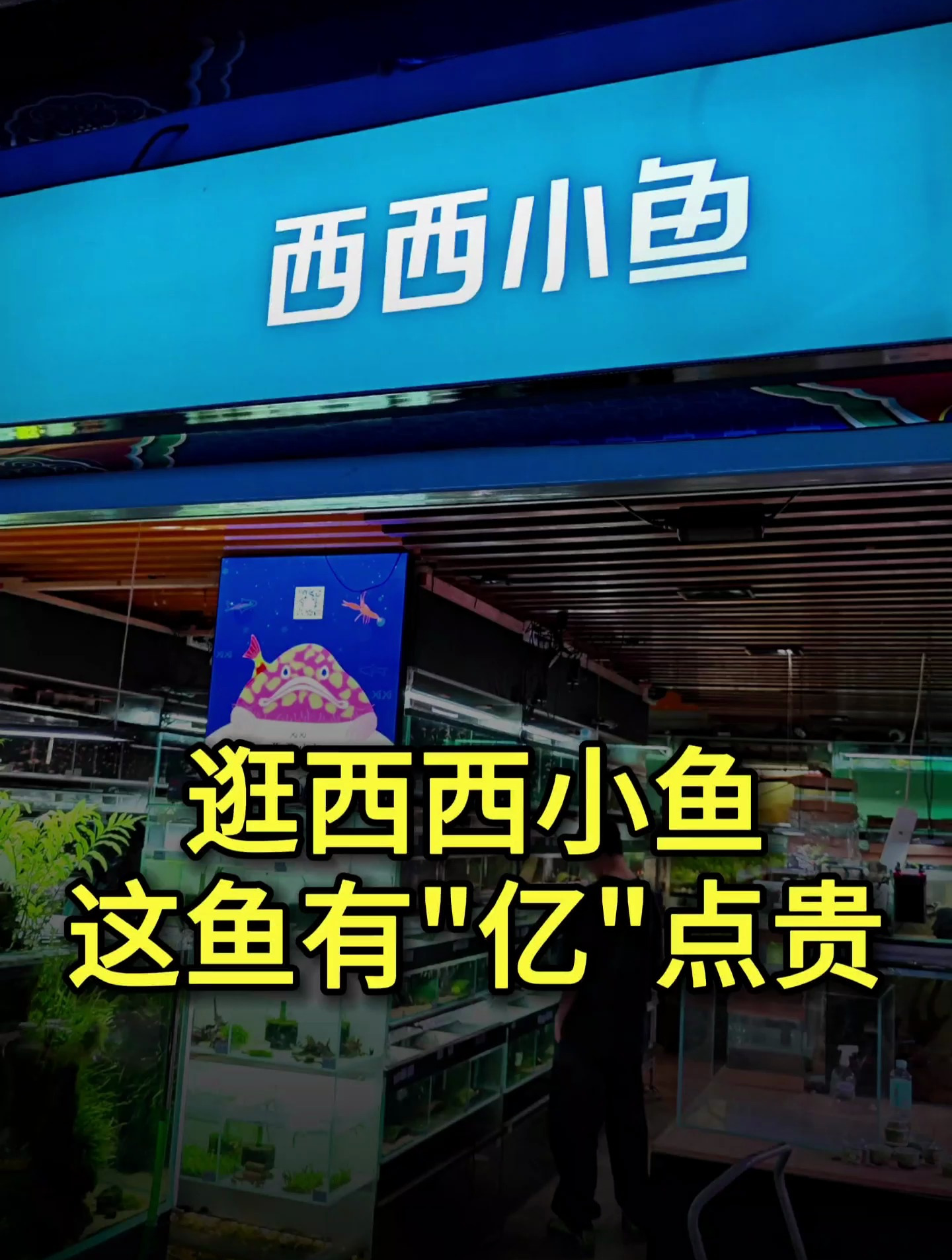 这观赏鱼有“亿”点贵,两千多才这么小,逛下西西小鱼