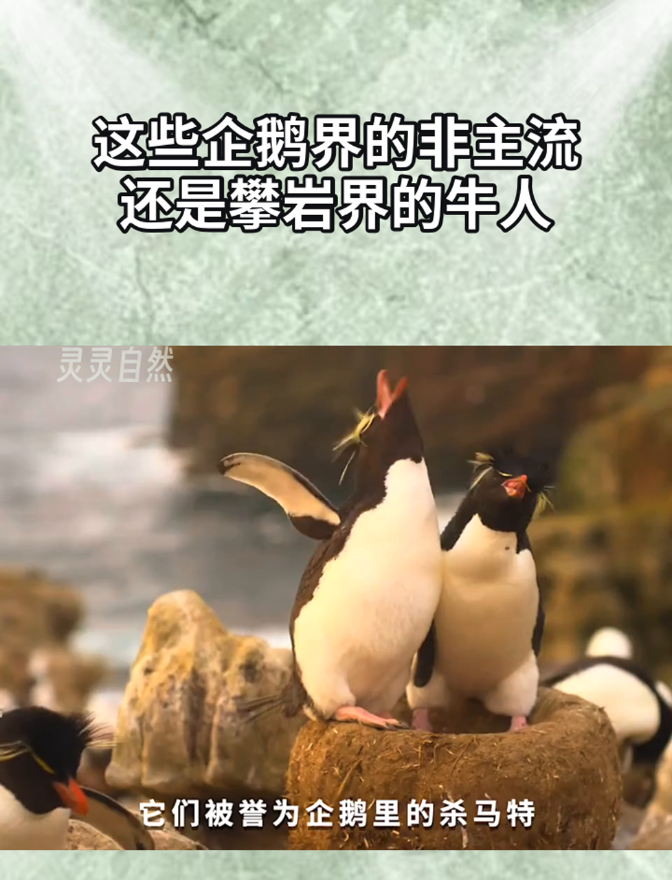 这些企鹅界的非主流,还是攀岩界的牛人