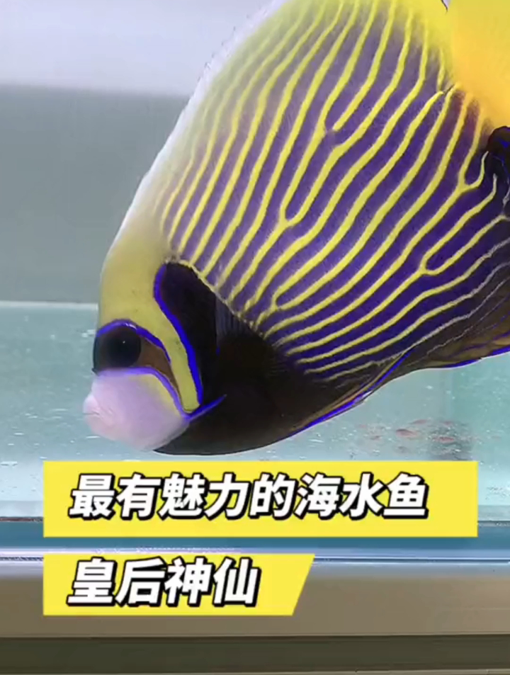 最有魅力的海水鱼是什么?可以称为海缸FOT界的霸主了~皇后神仙!