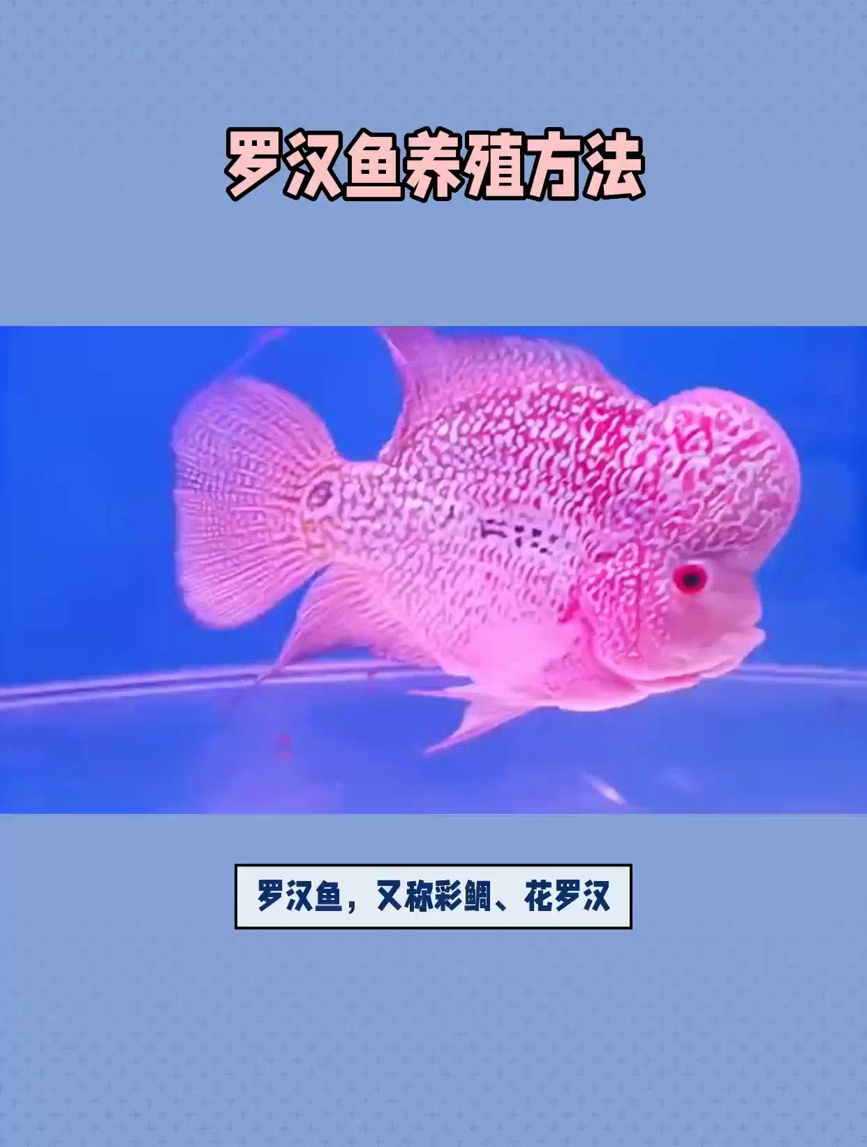 罗汉鱼的养殖方法和注意事项