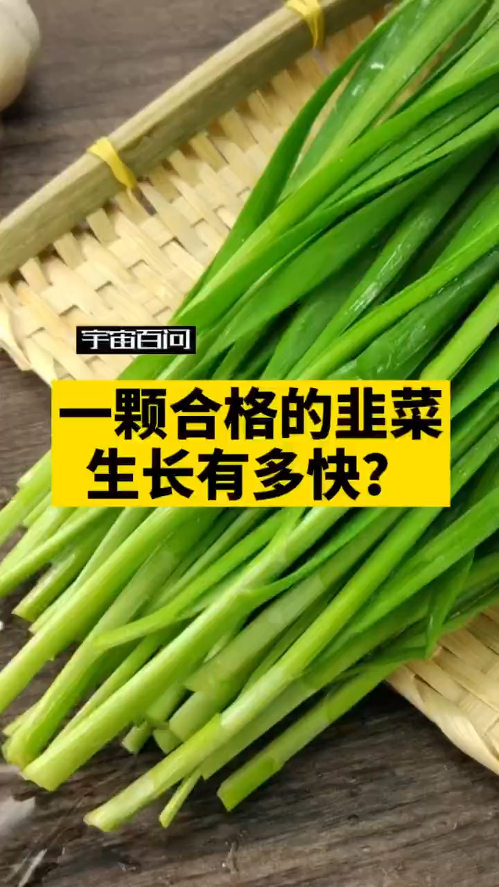 论一棵韭菜的生长速度有多强?