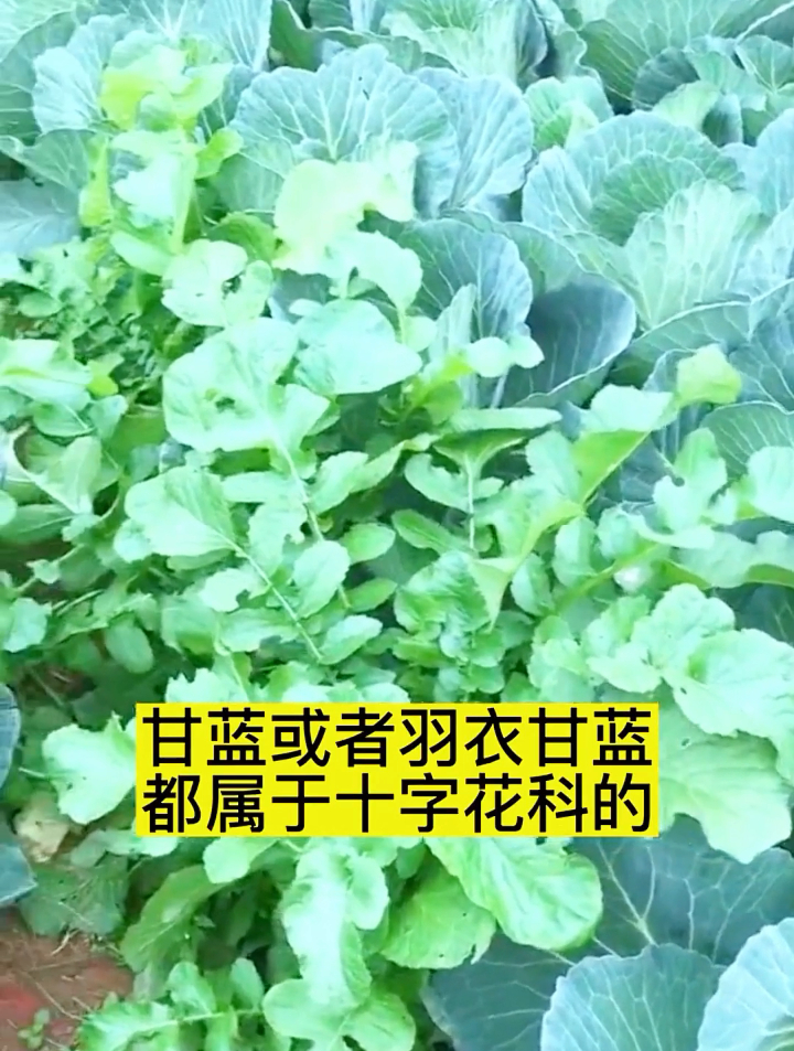 甘蓝营养价值高,常吃保护心血管、降血糖,但有4种人不宜多吃