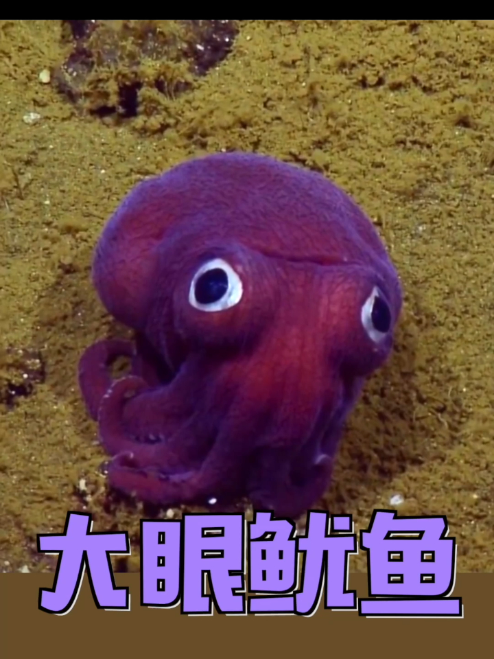 大大眼睛的短尾鱿鱼,超强视力可以寻找虾和小鱼等猎物