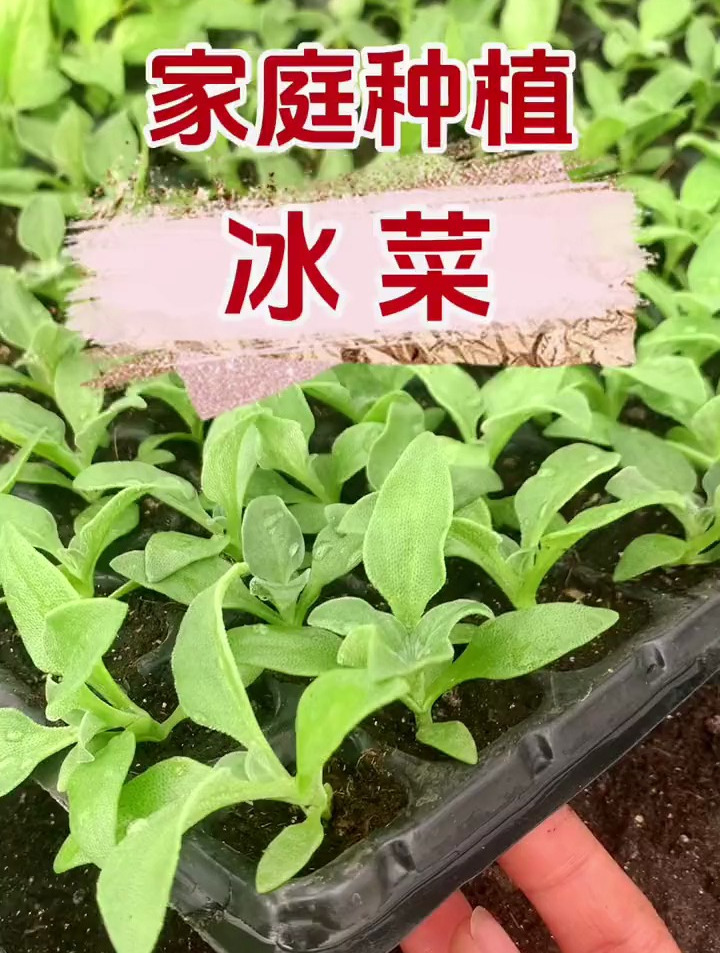 农村一种冰草,蕴含丰富的植物盐,一棵能长二三十斤