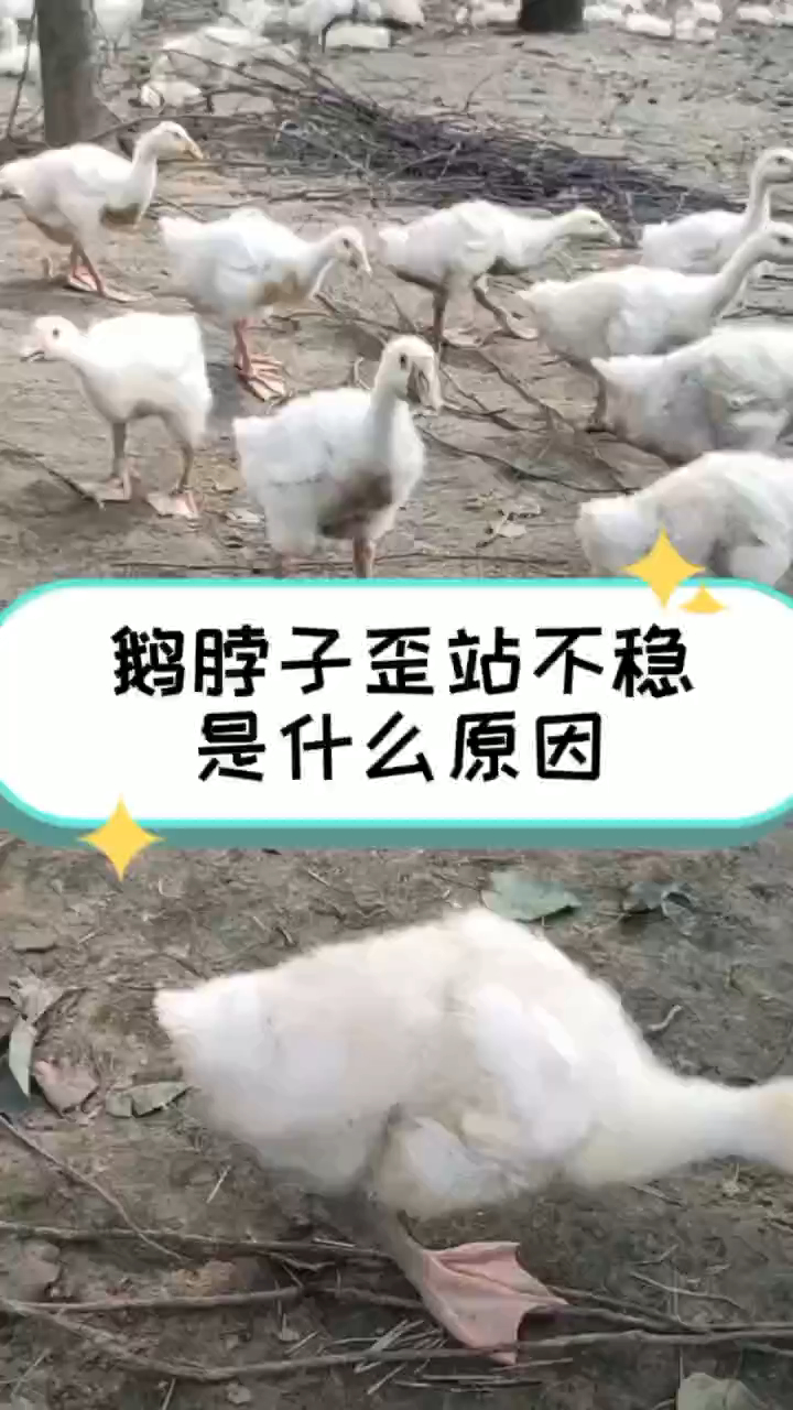 小鹅脖子歪了怎么办 鹅扭头转圈是怎么回事 小鹅全身抽搐脖子后翻鹅站不起来往后弯脖子