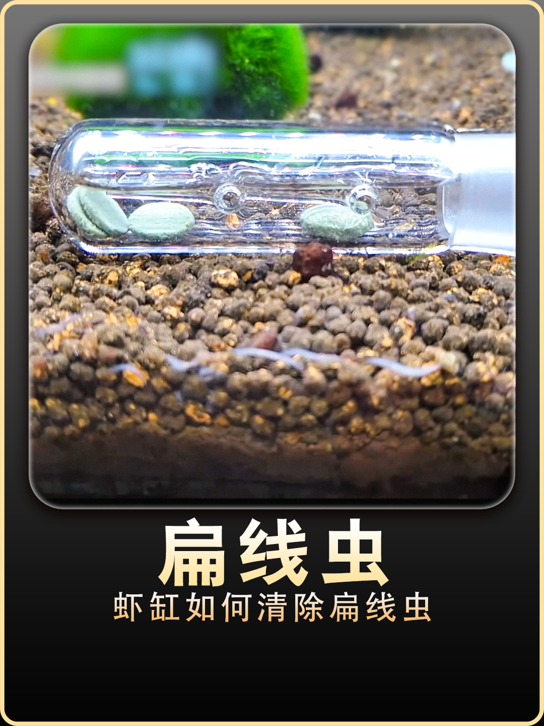 大战扁线虫 观赏虾出大事了 养鱼日记 鱼缸里的大自然 水族
