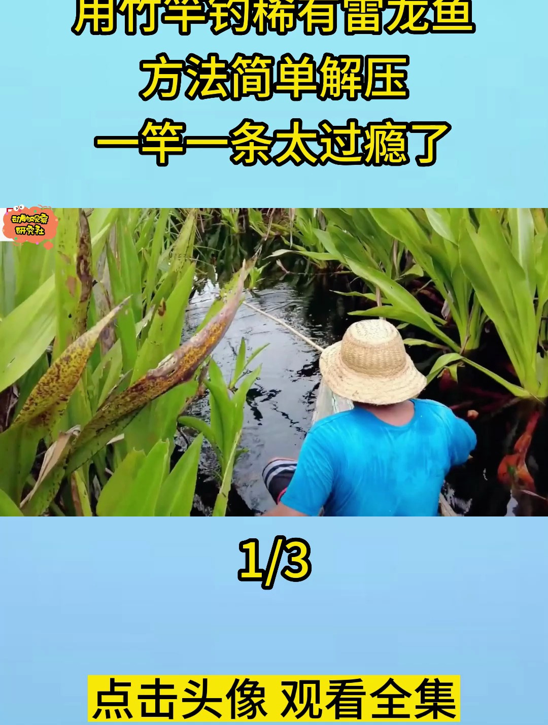 用竹竿钓稀有雷龙鱼,方法简单解压,一竿一条太过瘾了1
