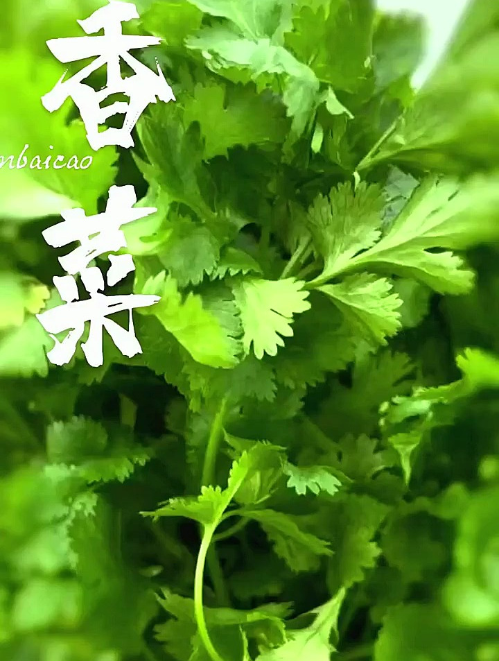 你喜欢吃香菜吗,香菜根可是有好处的