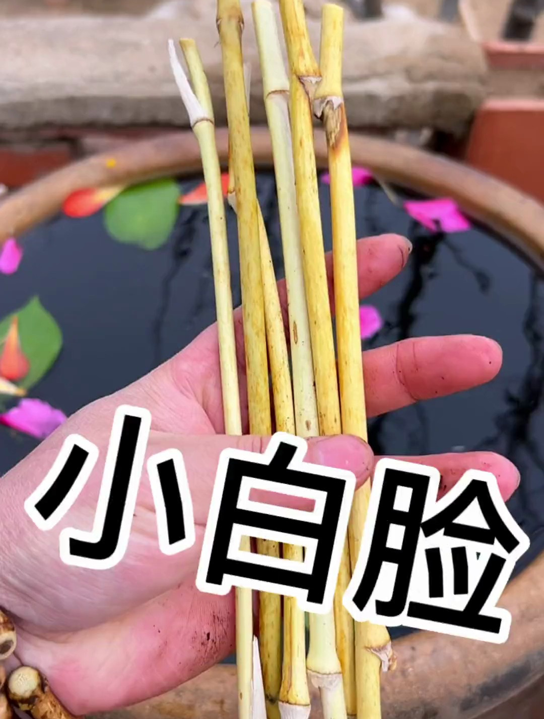 白色鸡血藤:干净,适合情侣佩戴