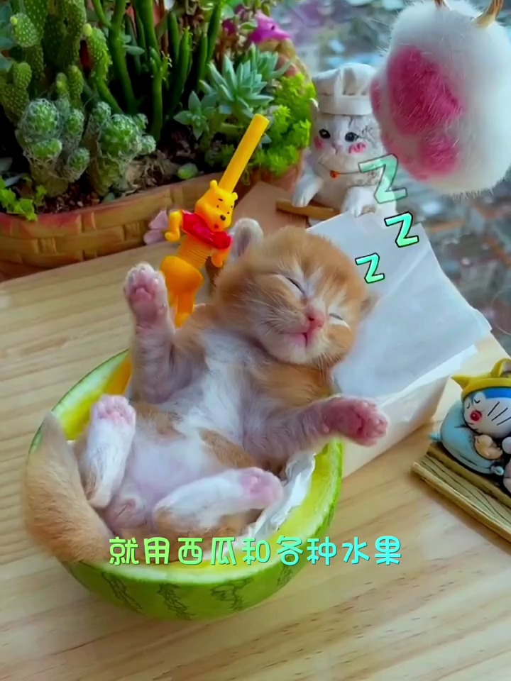 你们喜欢小猫咪吗
