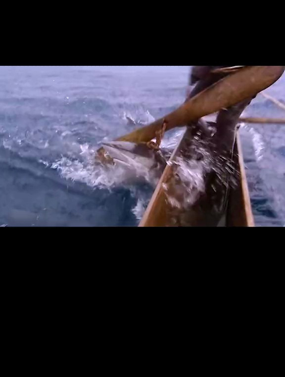 出海抓鱼 深海船钓 海洋生物 渔民徒手制服大鲨鱼,还有谁?