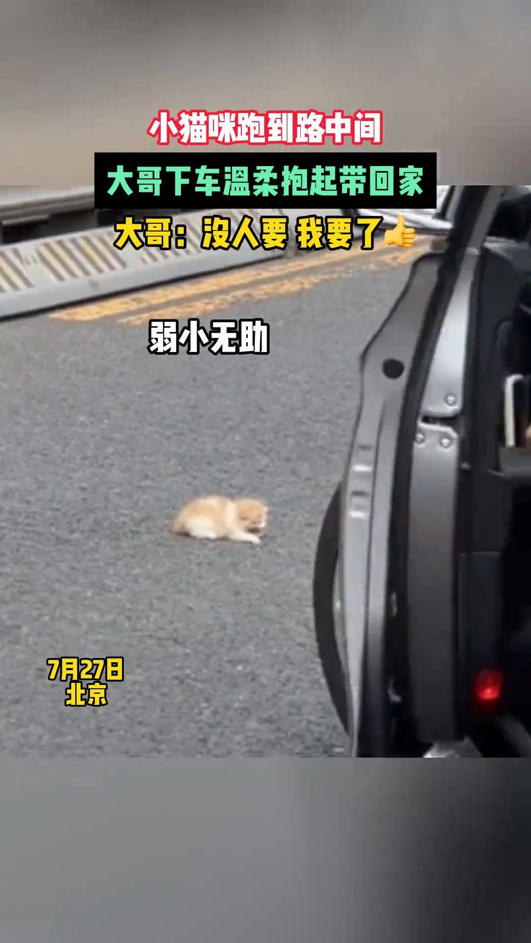 小猫咪跑到路中间,大哥下车温柔抱起带回家