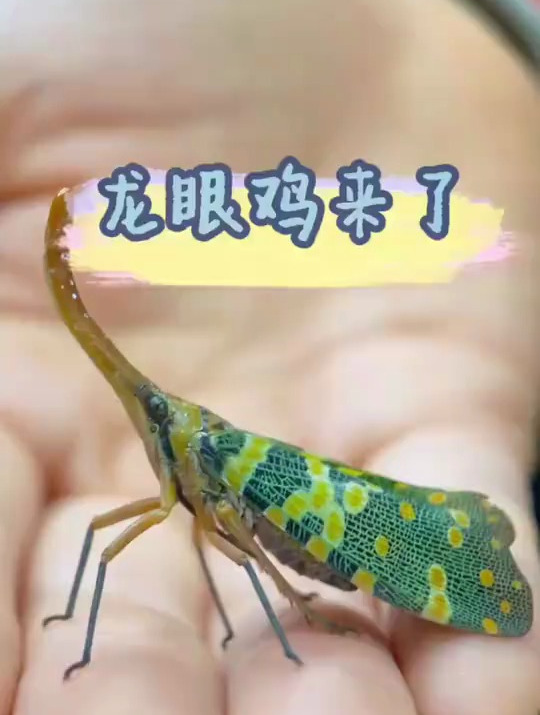 龙眼鸡来了!对不起我又尖叫了,可它冲我飞来时真的控制不住啊!