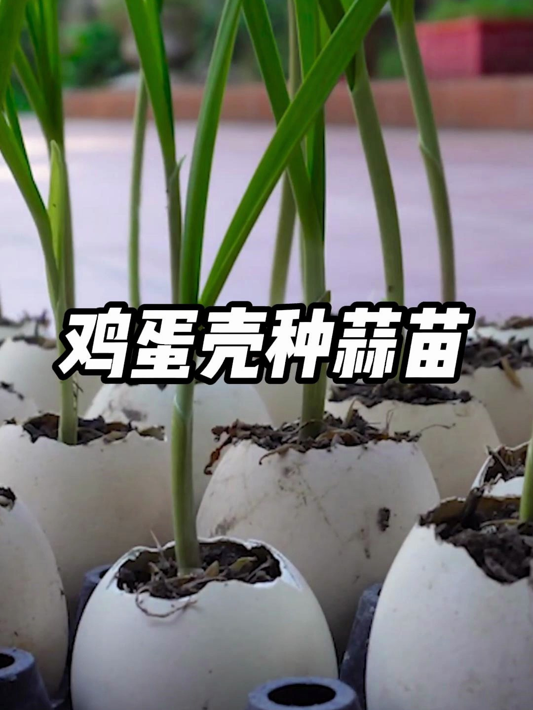 在鸡蛋壳里种蒜苗