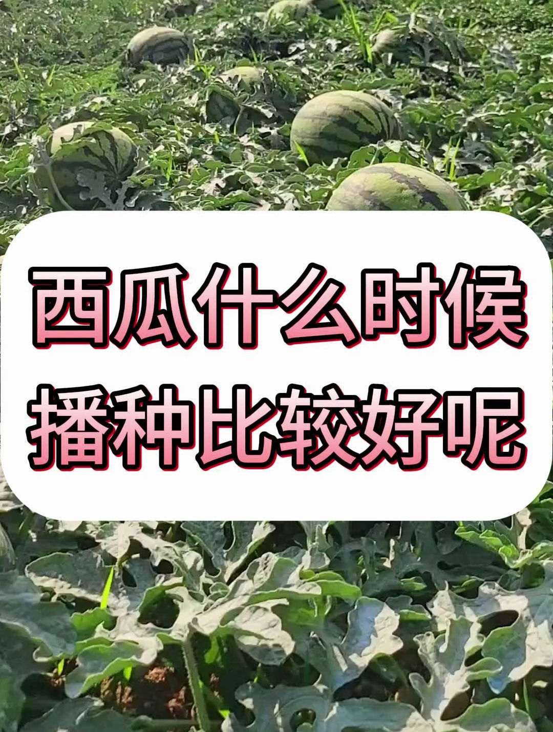 西瓜什么时候播种好