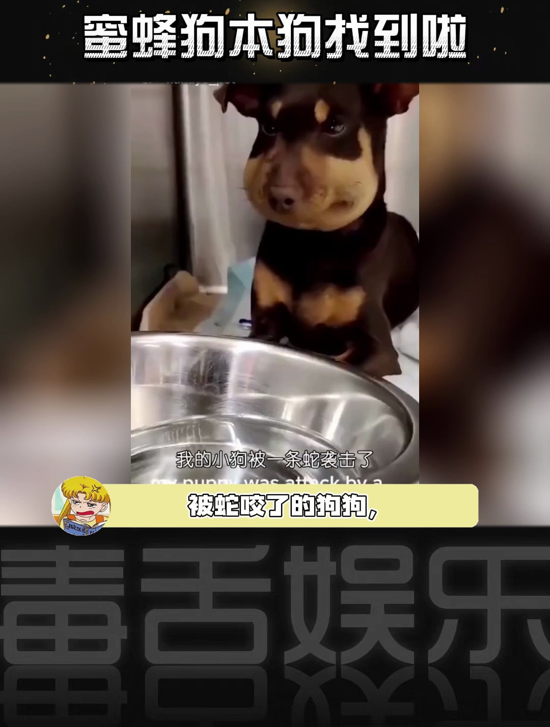 蜜蜂狗表情包的狗狗原来是这一只啊哈哈哈