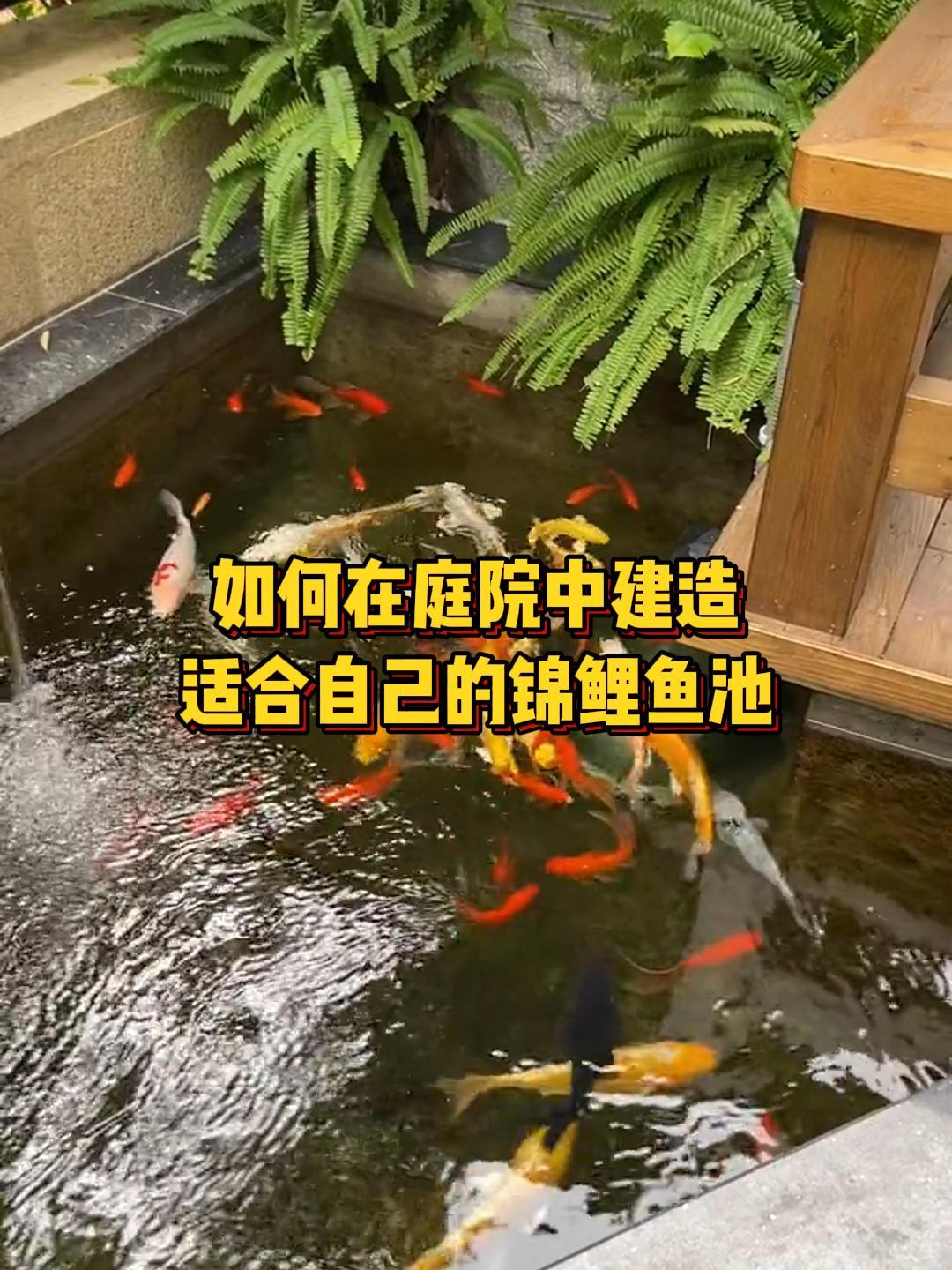 如何在庭院中建造适合自己的锦鲤鱼池?