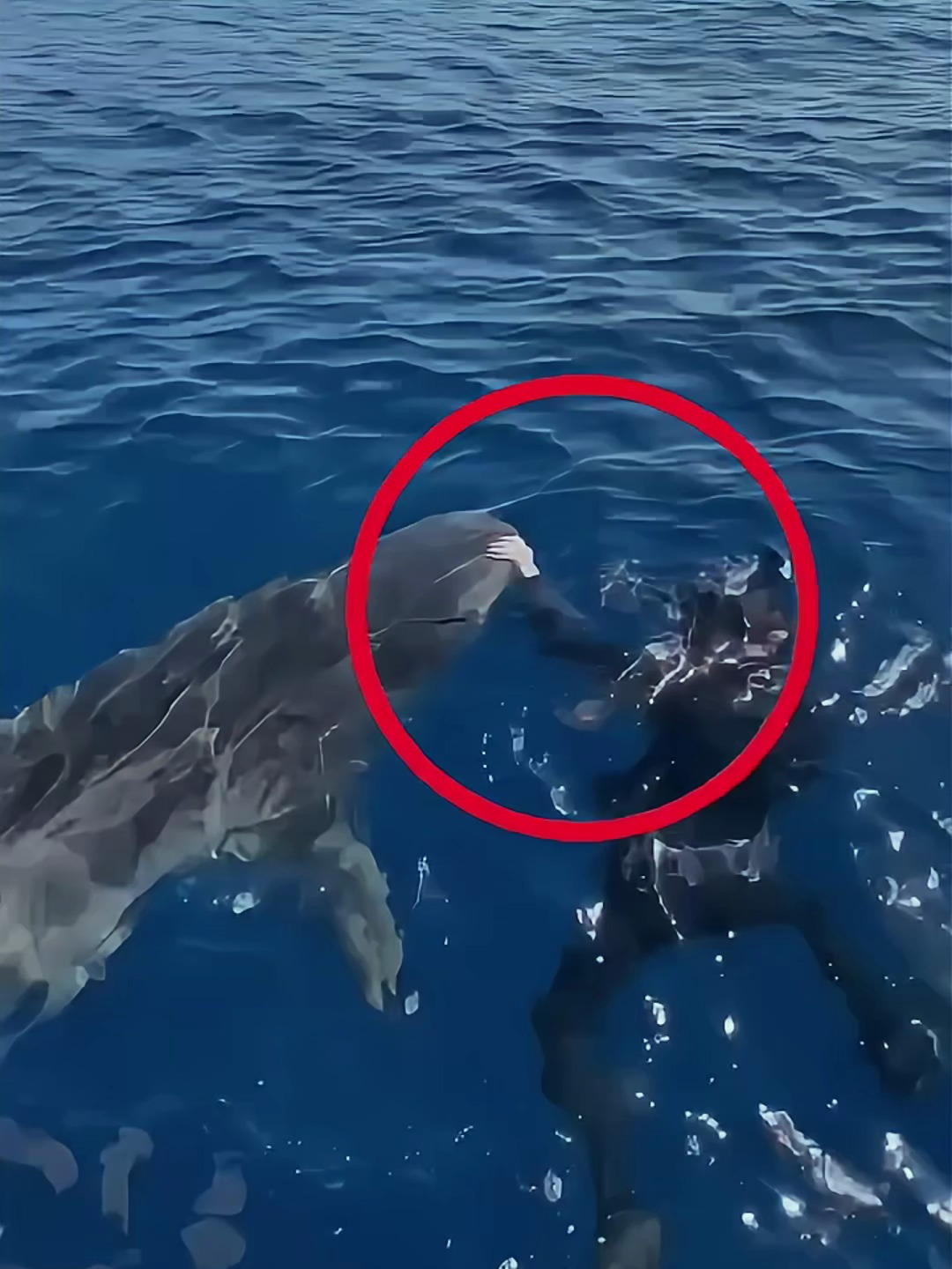 女子正在海中游泳,一只鲨鱼从底下浮上来,想要吃点不一样的