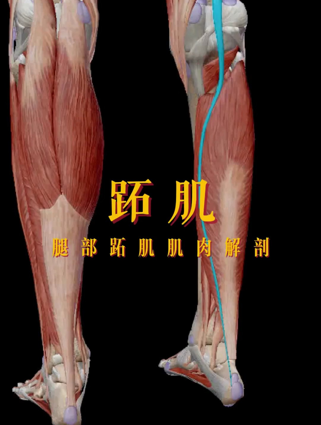 腿部跖肌肌肉解剖