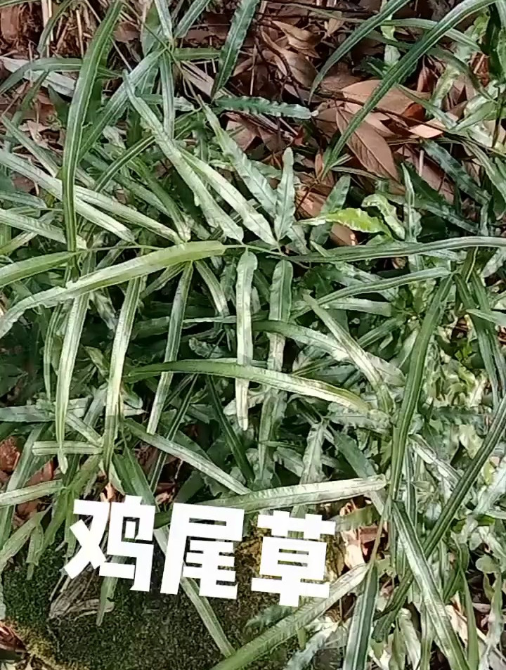 传播中草药知识,分享给人民百姓