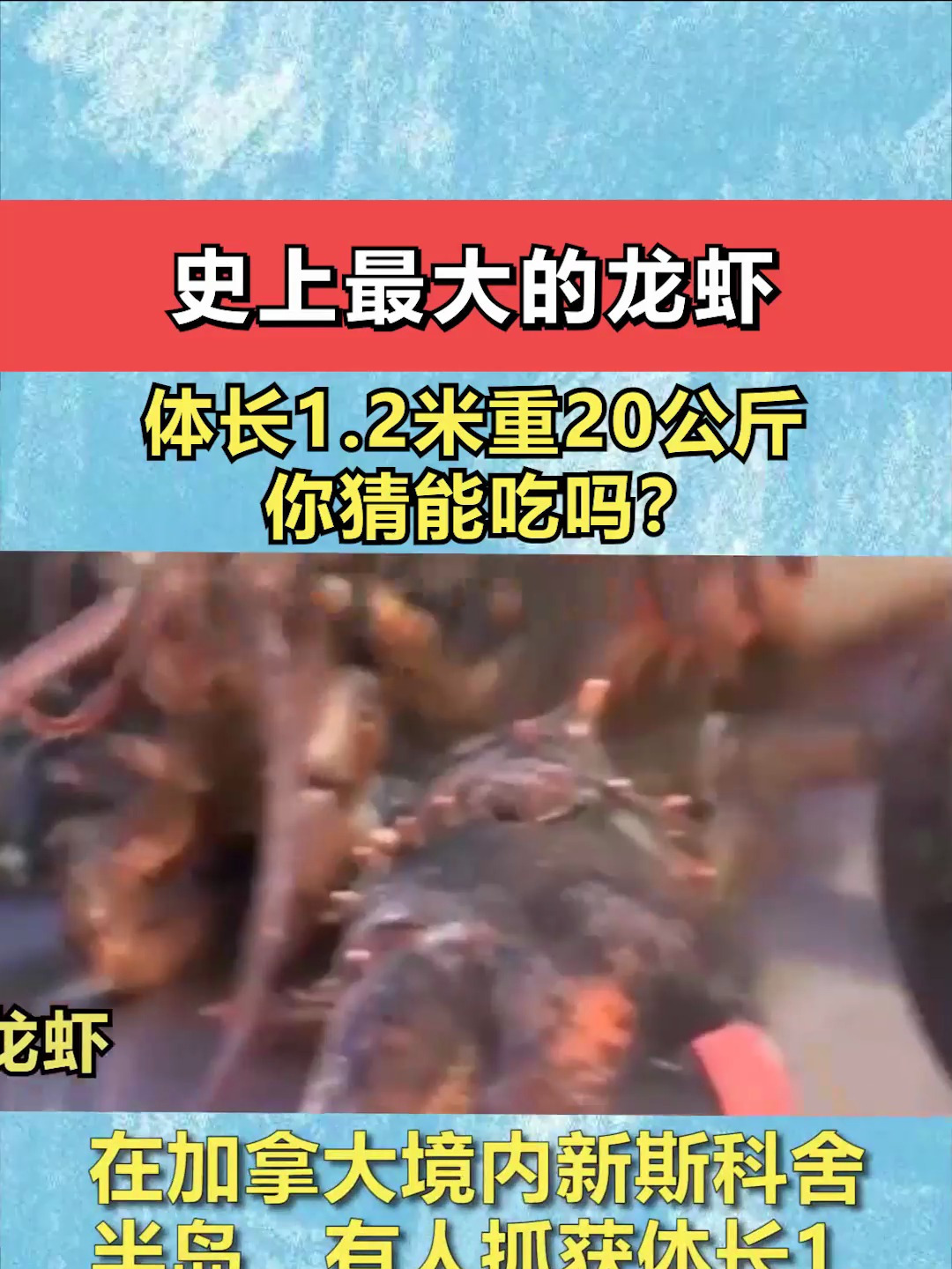 世界上最大的龙虾,体长1.2米重20公斤,你猜能吃吗?