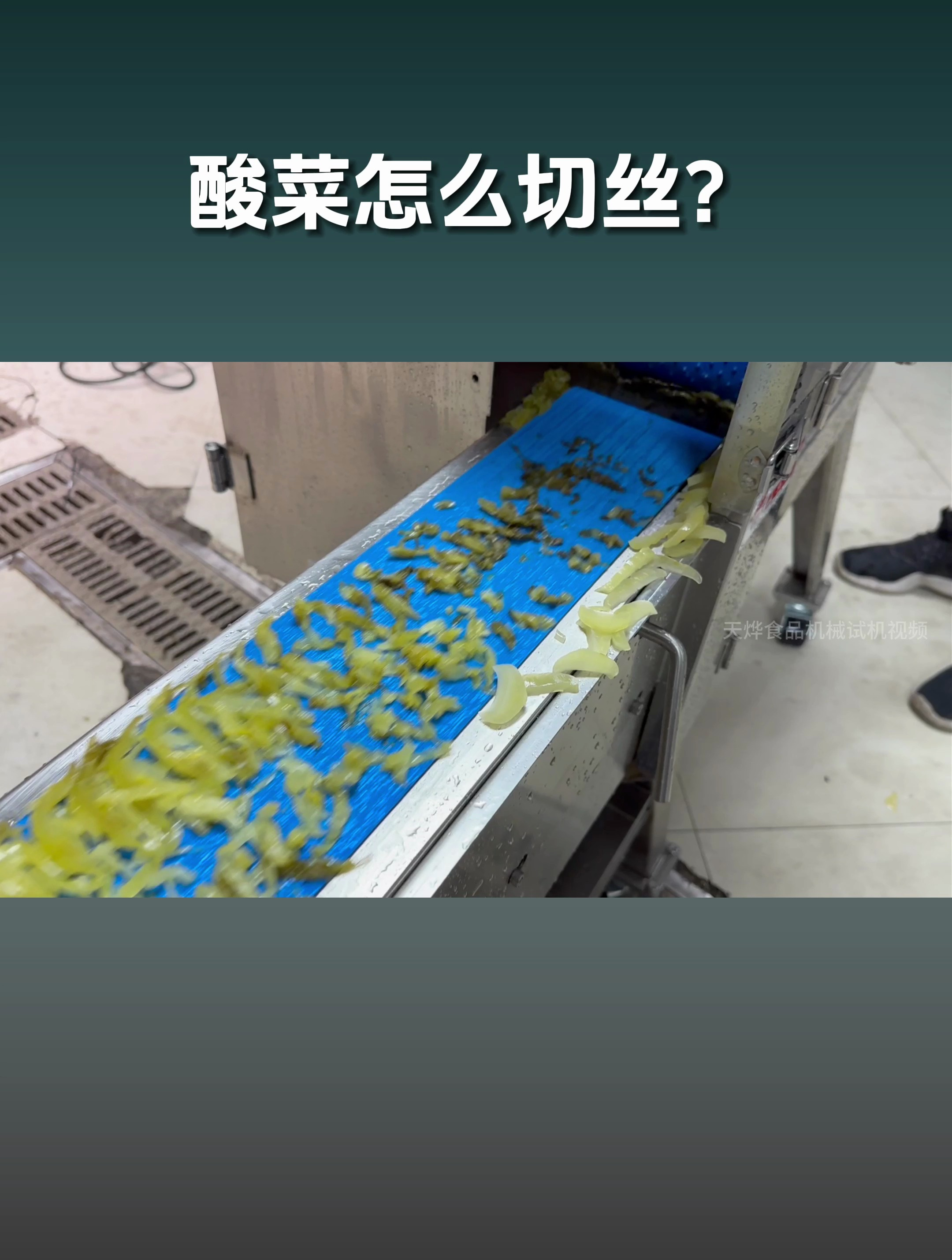 大量的酸菜是怎么切丝的?全自动切菜机切酸菜丝
