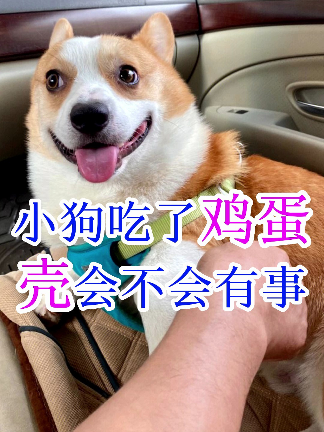 小狗吃了鸡蛋壳会不会有事