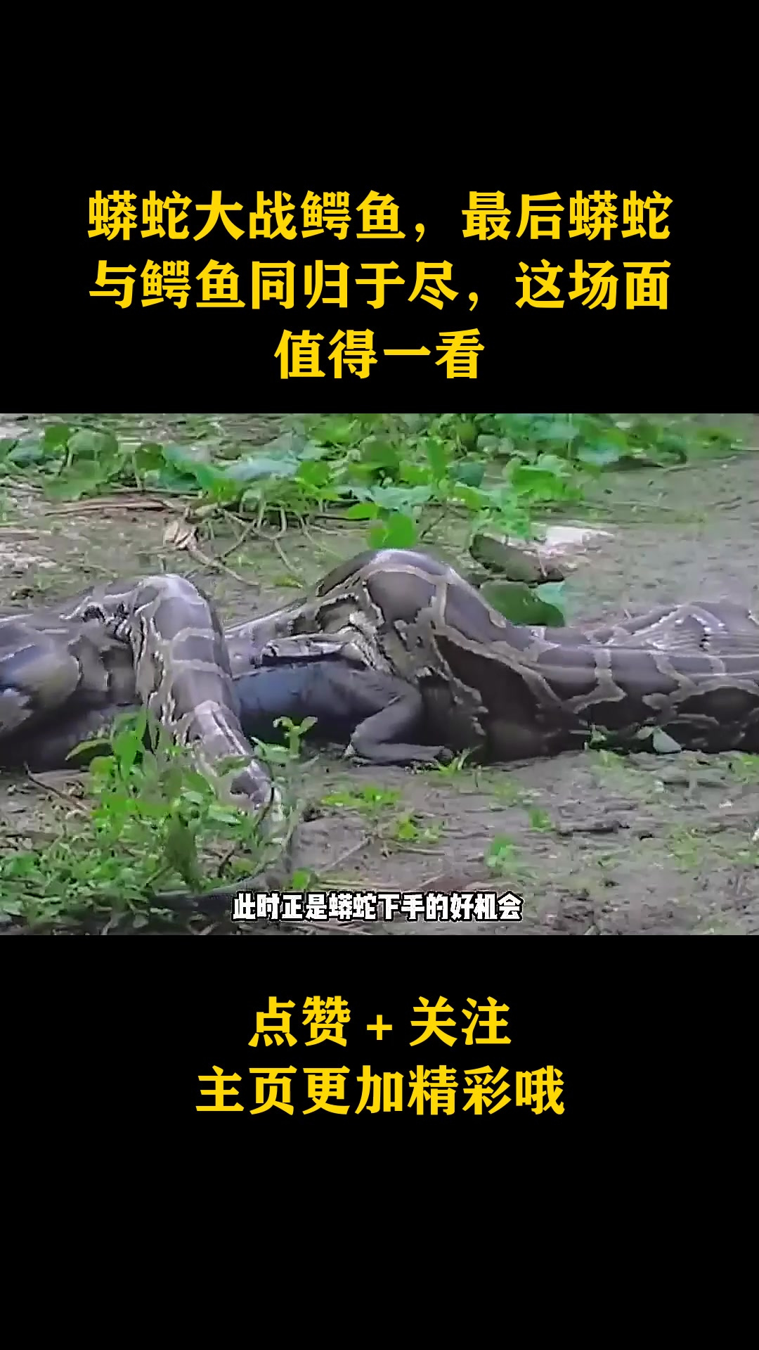 蟒蛇大战鳄鱼,最后蟒蛇与鳄鱼同归于尽,这场面值得一看