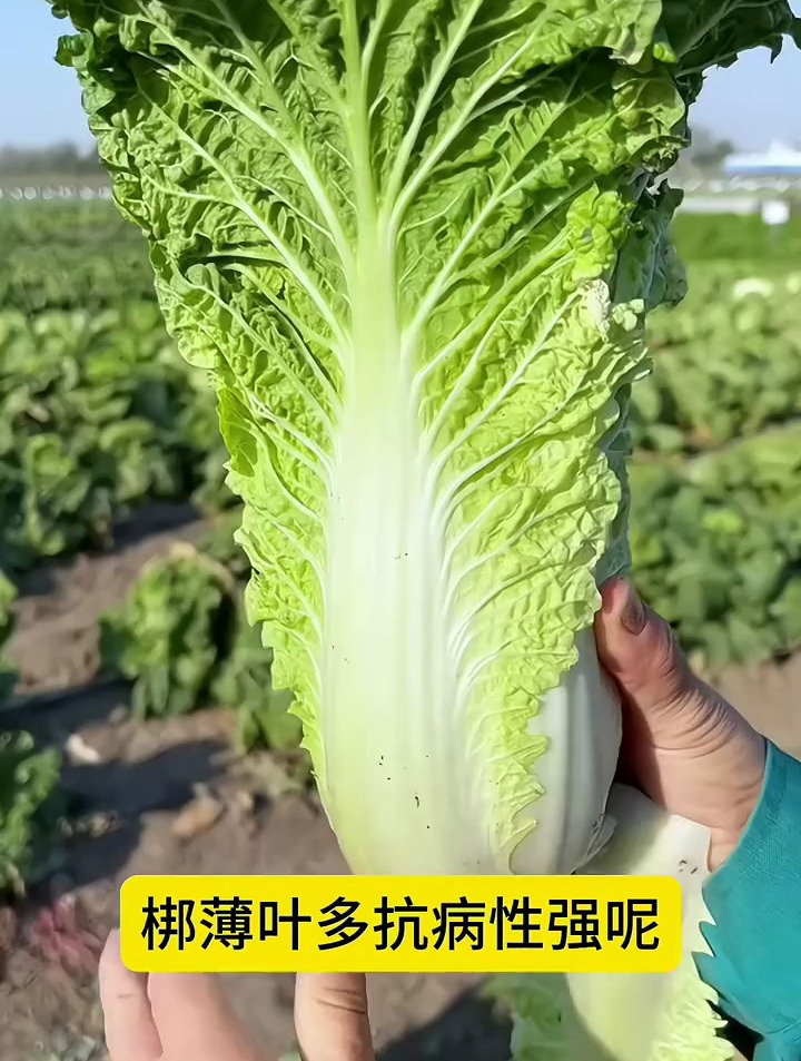 无茎无丝的“天津青麻叶白菜”,口感胜过大白菜,生长速度快