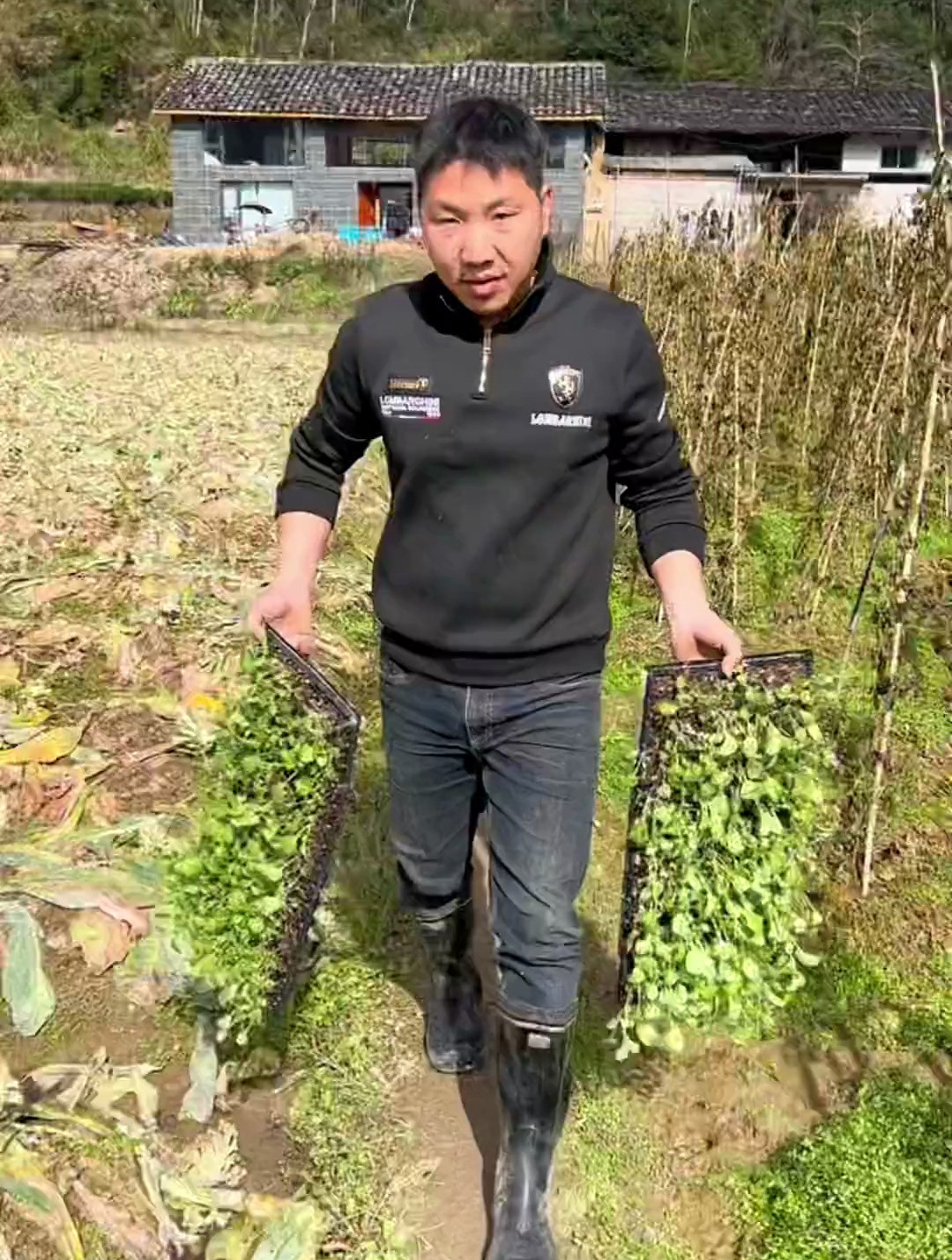 给我种了一片油菜花海,最初向往城市的繁华,如今渴望田园的宁静