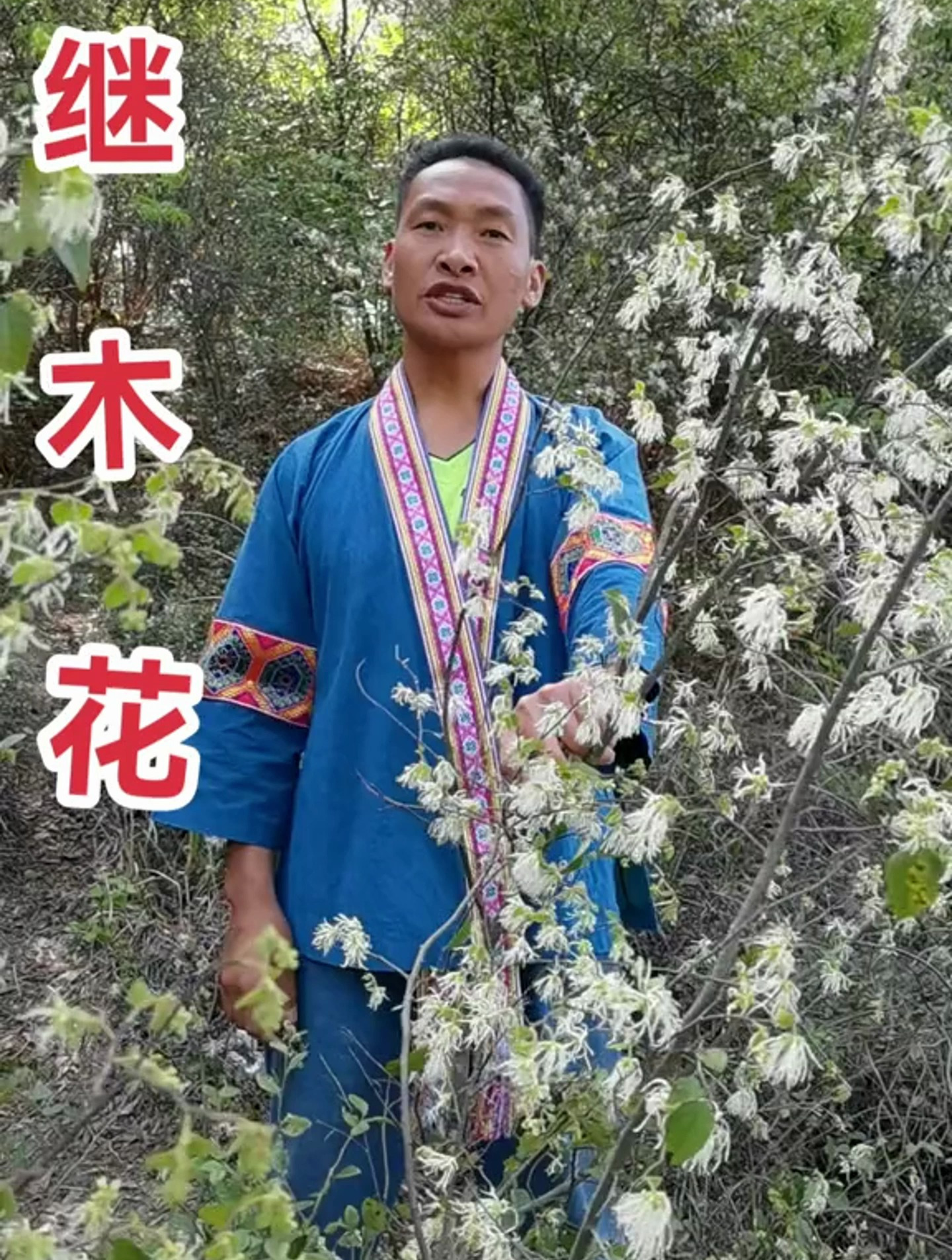 大姨妈,喜欢继木花,你的家乡有吗?