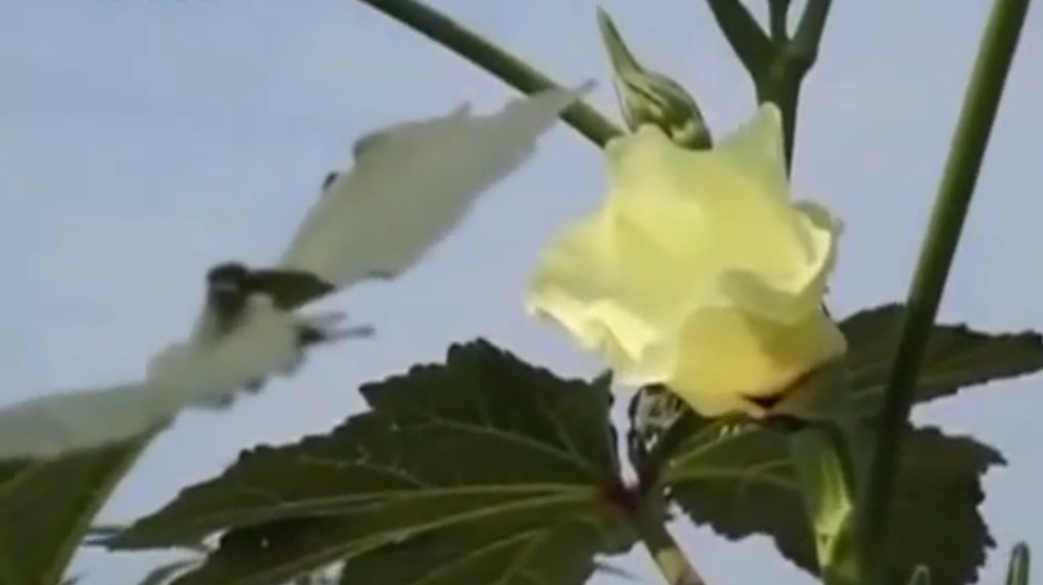 野芙蓉是秋葵品种中 最具食用药用保健功能 在乐平落地生根