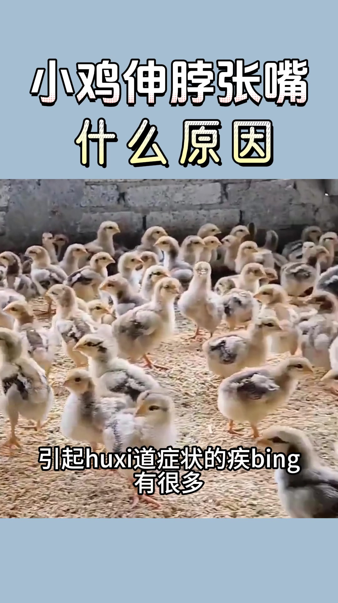 小鸡伸脖子张嘴什么原因