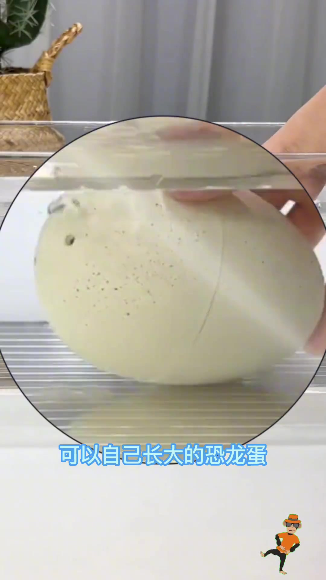 小朋友爱玩的泡水恐龙蛋,模拟孵蛋过程