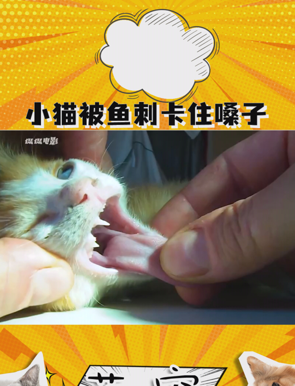 小猫被鱼刺卡住嗓子,主人从嘴里拔出多根鱼刺