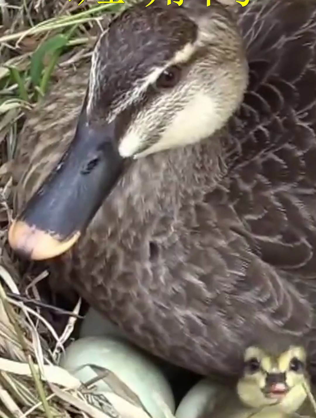 在草丛里发现了一窝野鸭子,小鸭子刚出壳,鸟妈妈就带它们去游泳