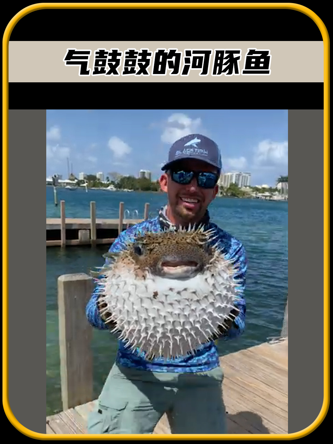 一生气就会迅速膨胀,变得气鼓鼓的河豚鱼,太有趣了