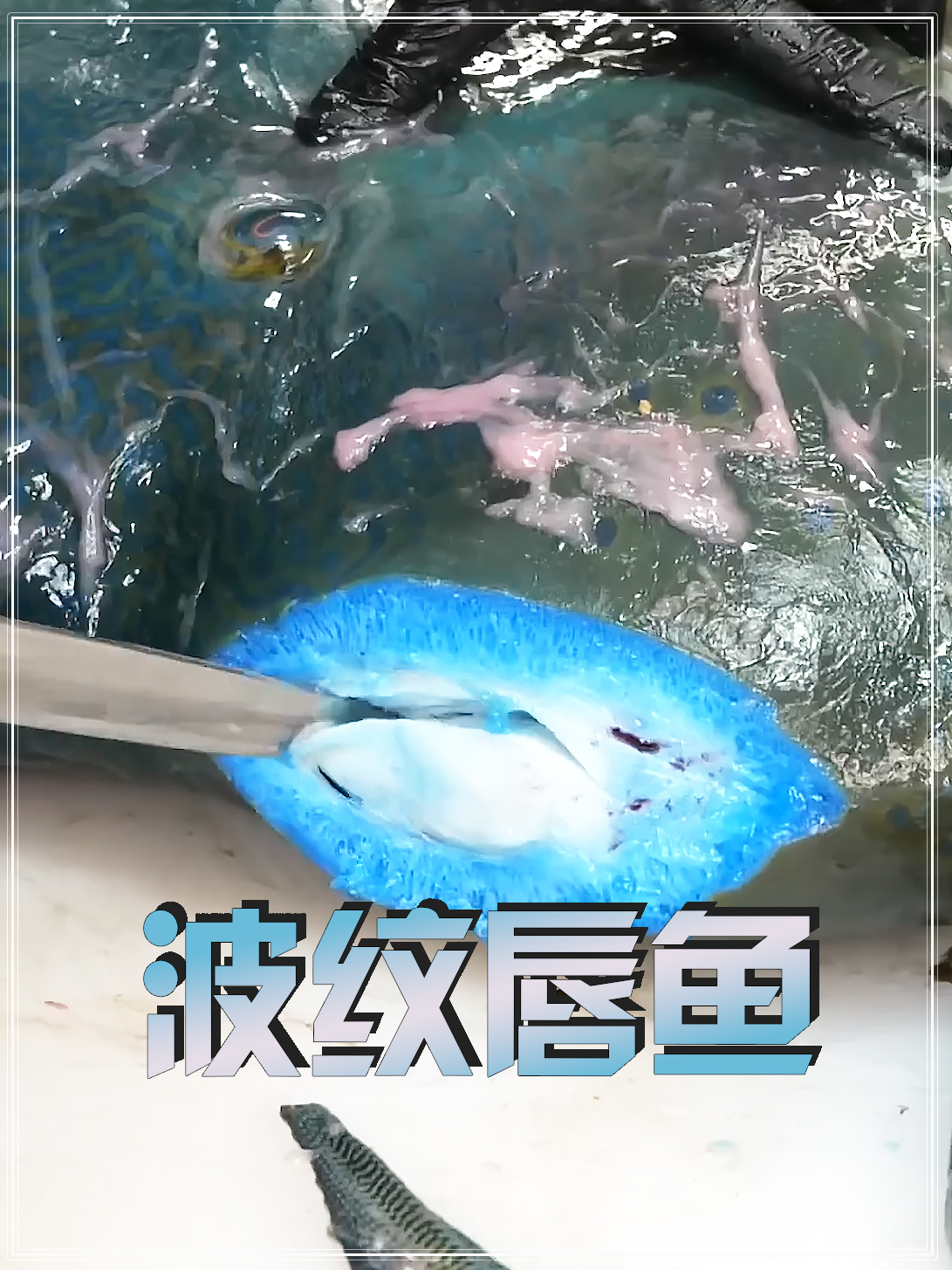 波纹唇鱼都无语了,我进化成这样了还吃我?美食科普