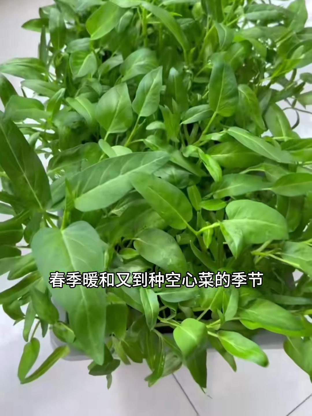 分享阳台花盆空心菜育苗全过程