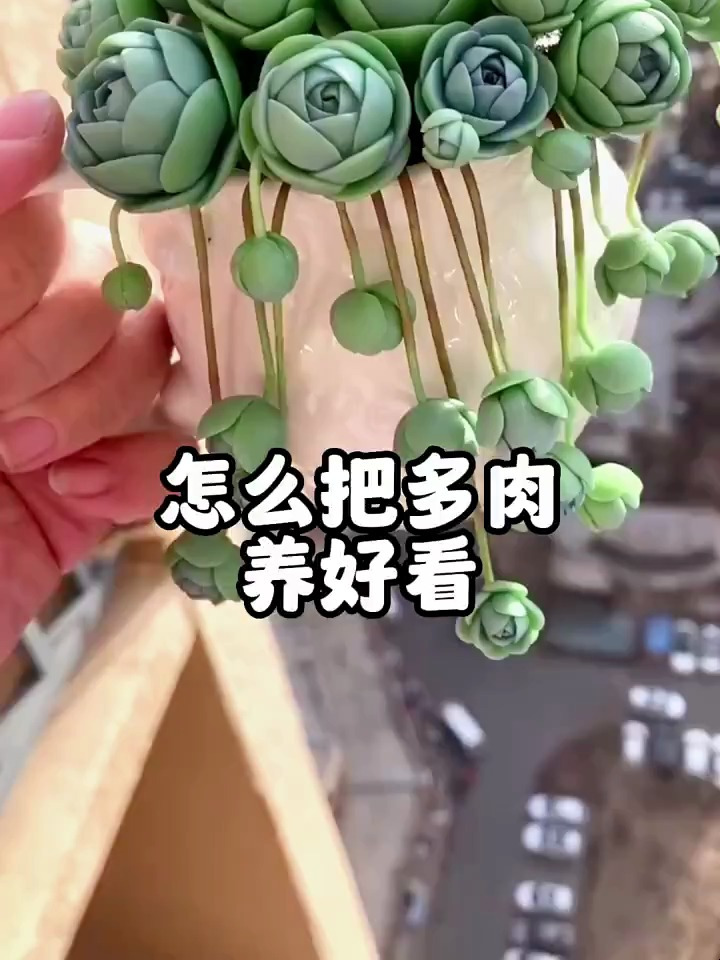 怎么才能把多肉植物养得这么好看 多肉