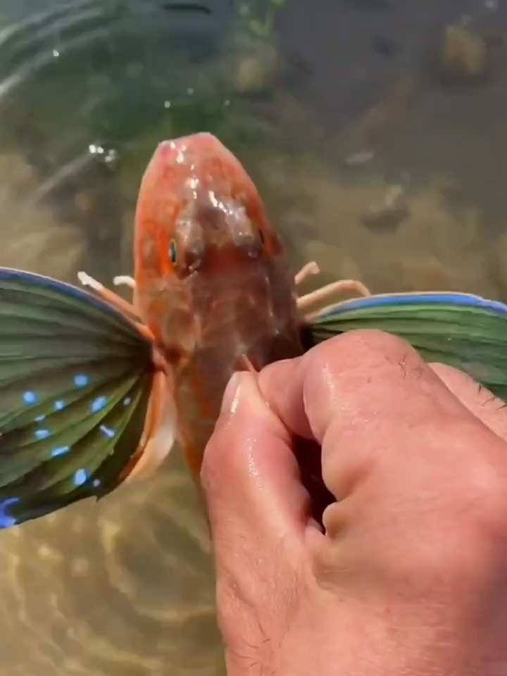 海边赶海抓海鲜,发现了一条搁浅的吸盘鱼,还有奇怪的海洋小生物
